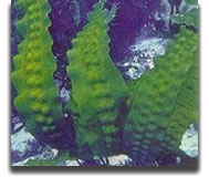 фукоидан - бурая водоросль
